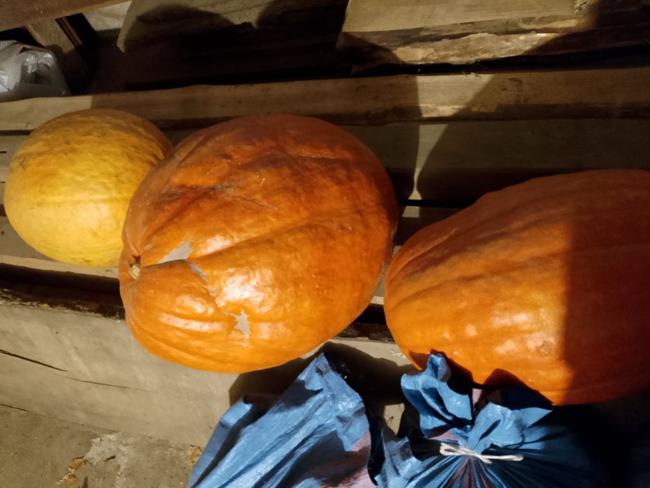 Sprzedam Dynie duże