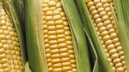 Kukurydza Kosmo 230 - FAO 240-przyjmujemy zamówienia (50 tyś nasion)