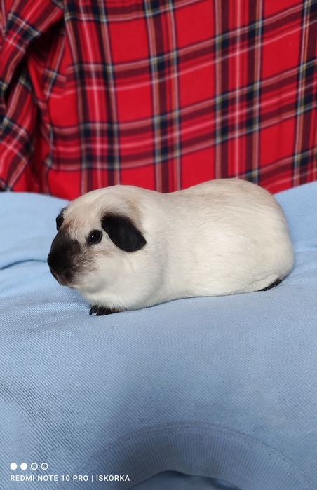 Каліфорнія чорні поінти морська свинка