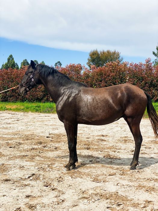 EGUA puro sangue lusitano