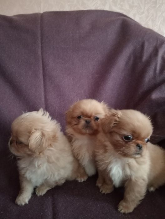 Продам цуценят пекінеси