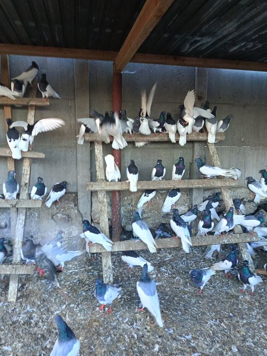 Lot Murzynow Warszawskich