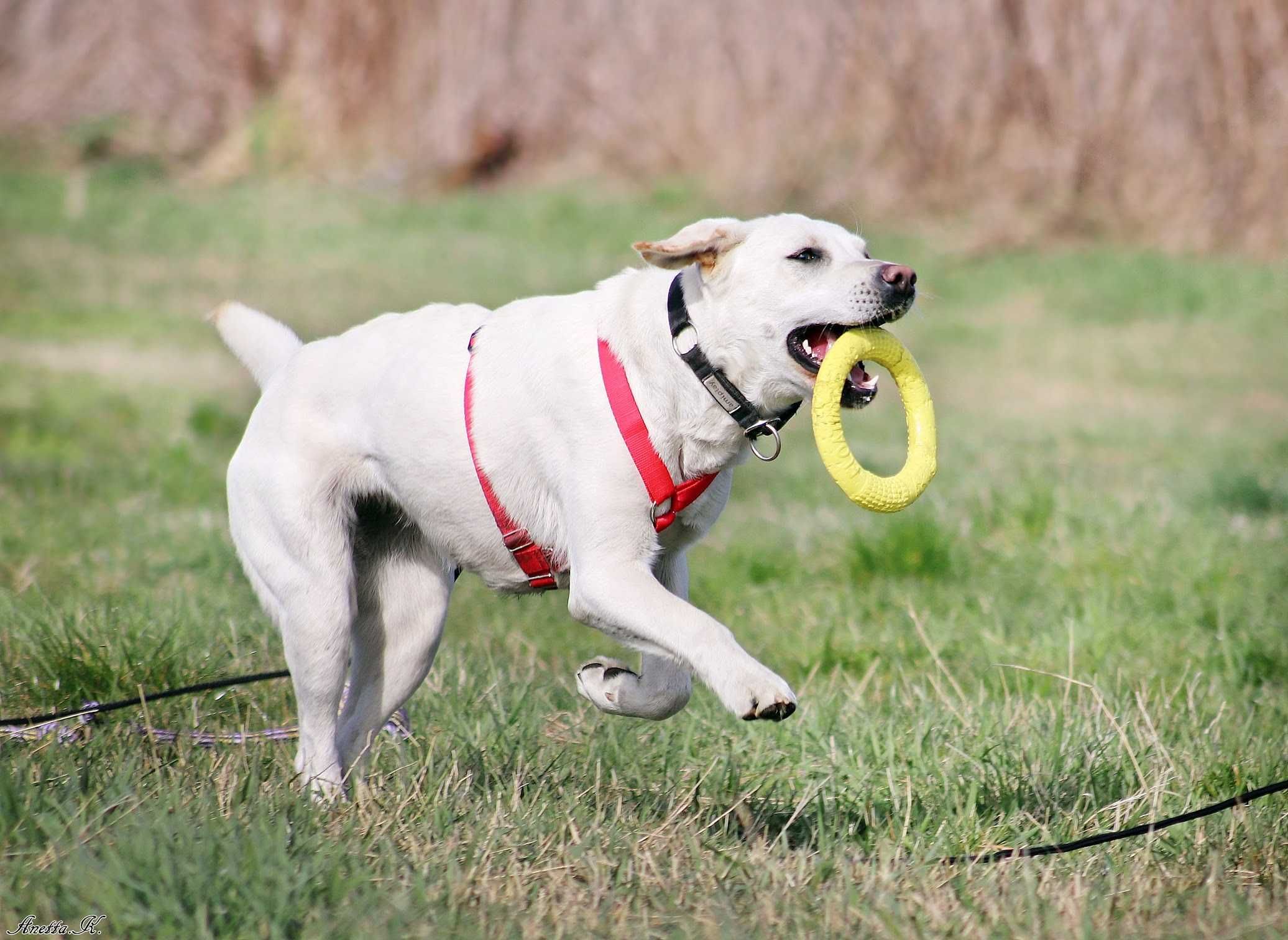 Misia - cudowna piękna labradorka do adopcji!