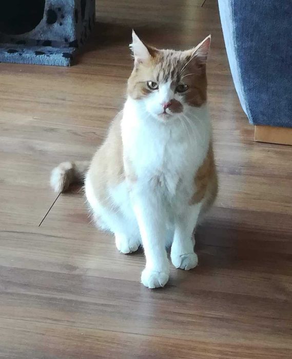 Zaginął rudo-biały kot/kocur w Krakowie