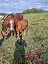 Ogierek, American Quarter Horse AQH. 11 miesięcy