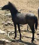 Poldros cruzados de lusitano