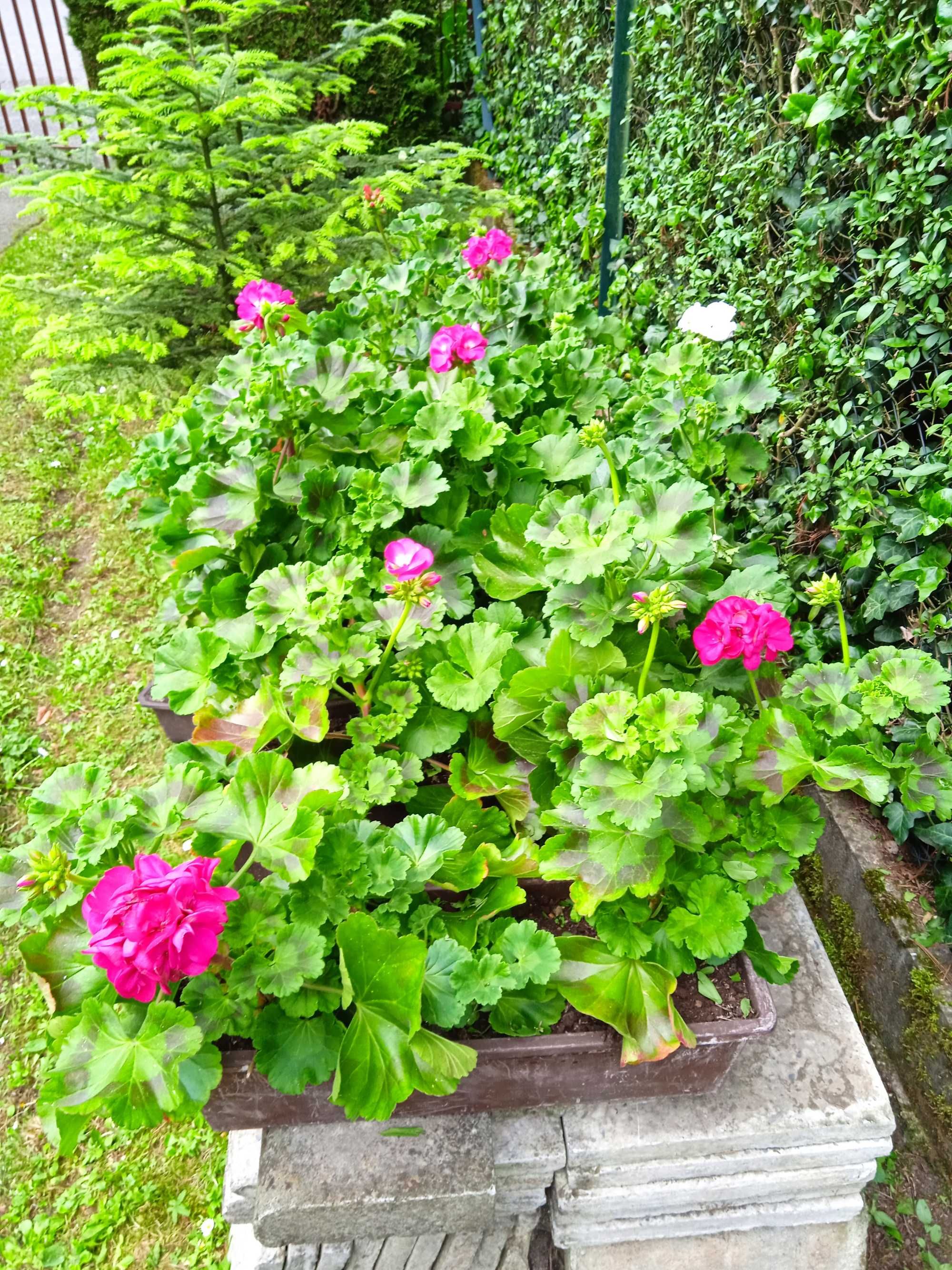 Pelargonie doniczki