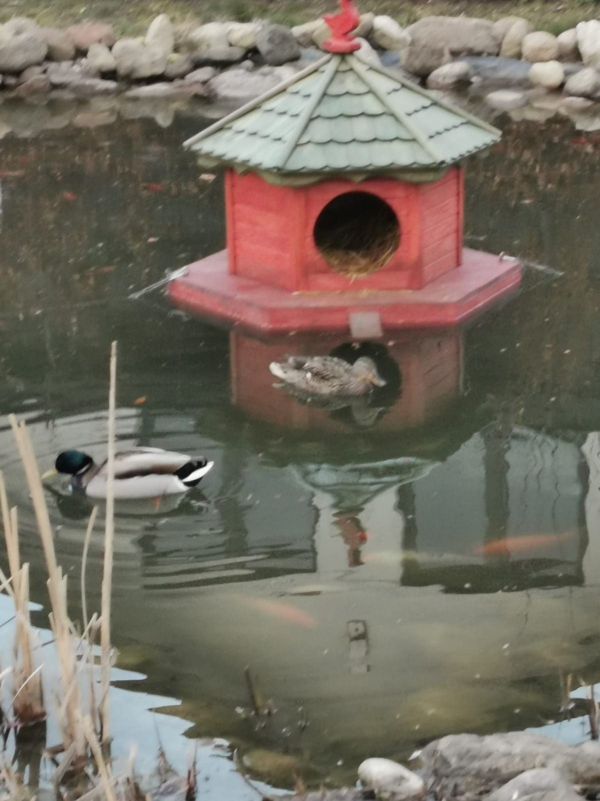 Domek pływający dla kaczek