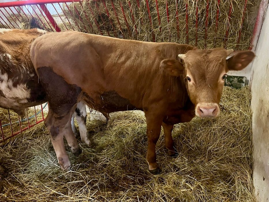 4 jałówki 2 byki Polskie