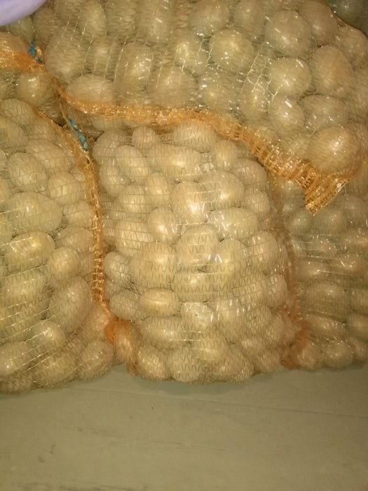 Ziemniaki jadalne EKOLOGICZNE z certyfikatem KATANIA, RICARDA,