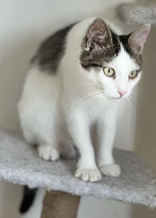 Молодий котик Зайка шукає родину, врятуйте кошеня!