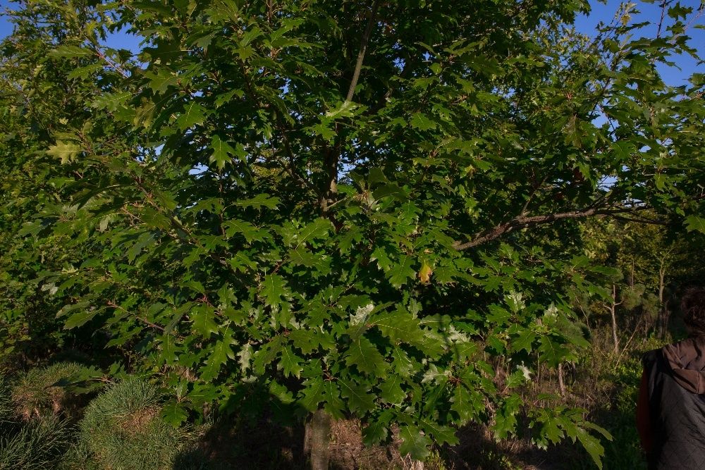 Dąb Czerwony (Quercus Rubra), obwód 8-10 cm, z gruntu