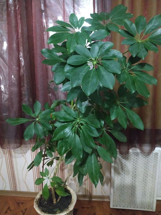 Красивое комнатное высокое растение Шефлера, высота метр