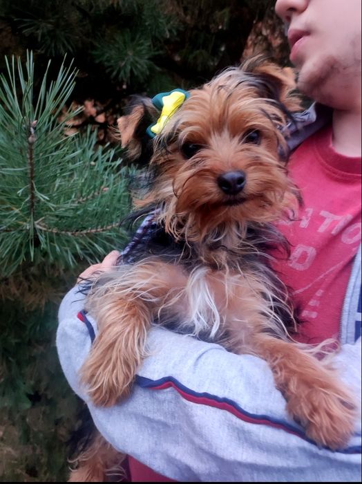 Дівчинка   стандарт з Ветпаспортом усі щеплення за віком,.