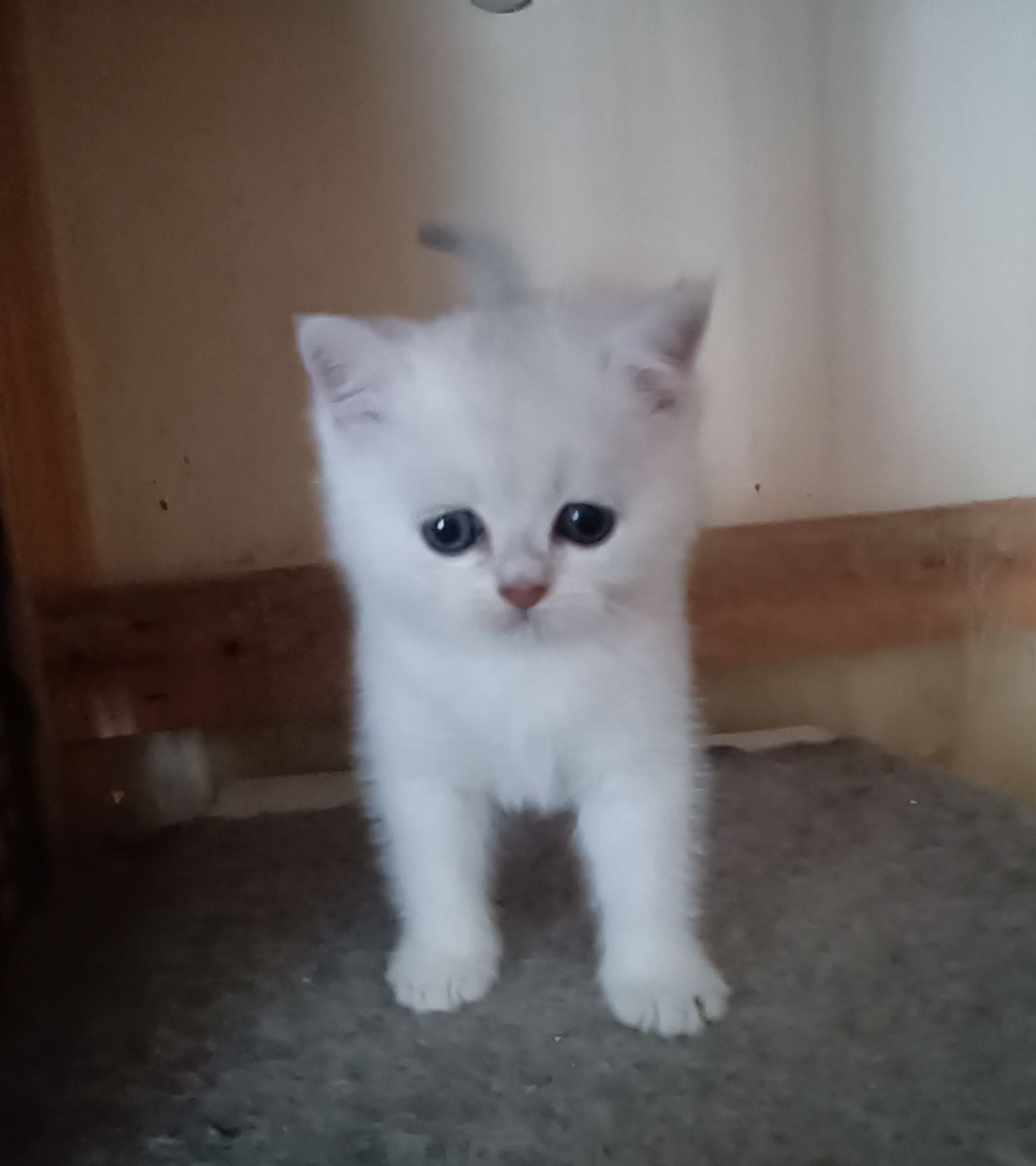British Shorthair fêmea