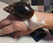 Ślimaki Ślimak Achatina fulica albino body