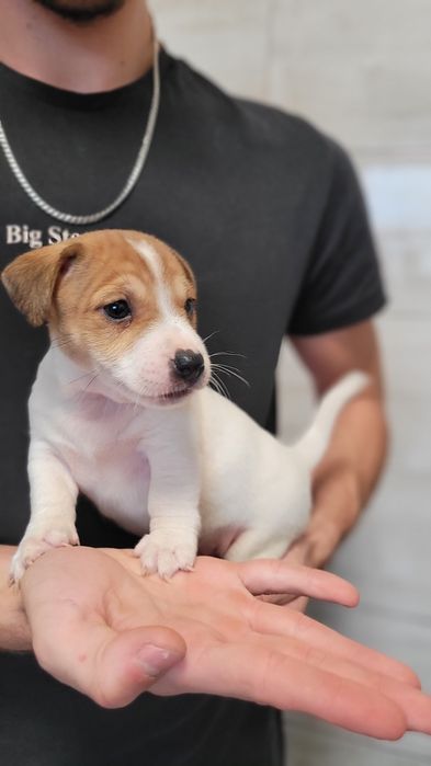 Jack Russell Terrier Szczeniak Zaprasza