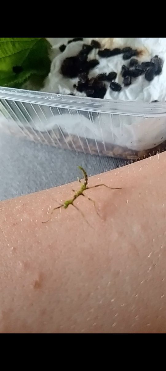 Taraxippus samarae młode i jajka