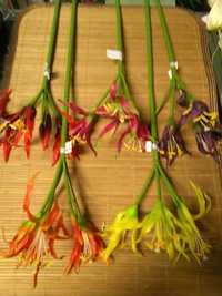 Lilia pajęcza gumowa, sztuczne kwiaty