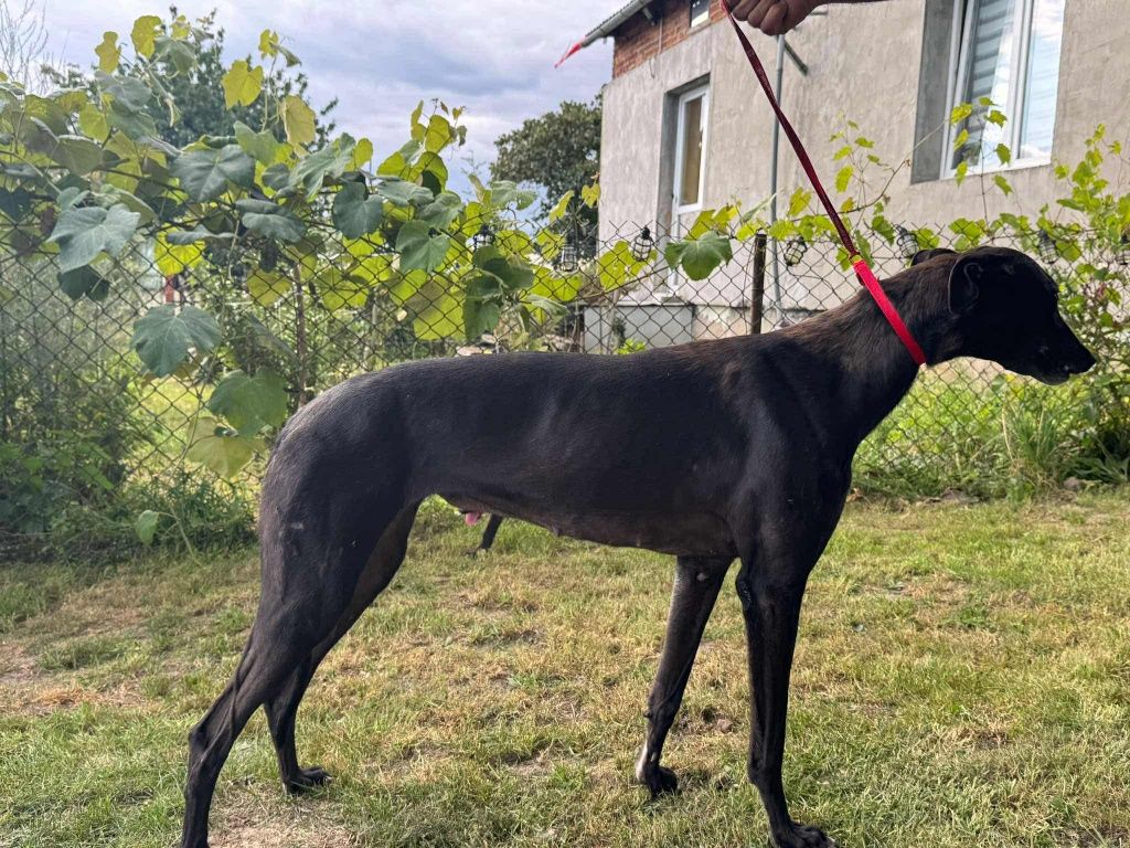 chart angielski greyhound