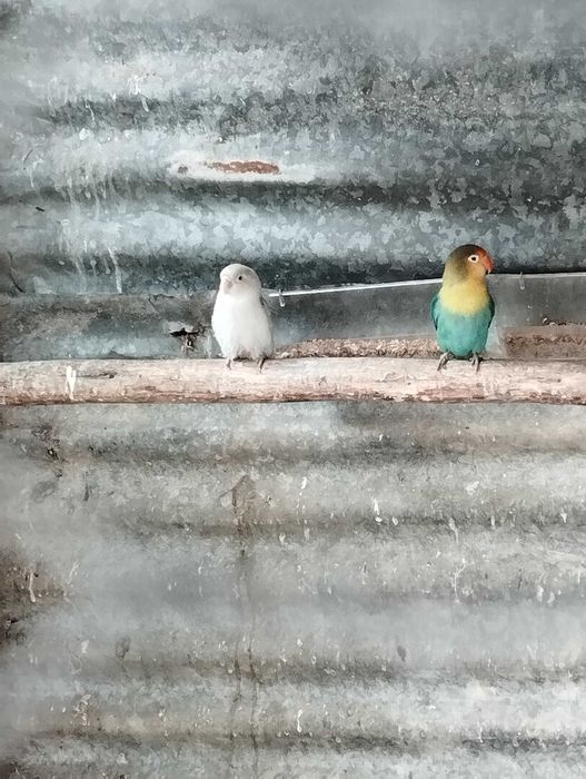 Ring necks e agapórnis para troca