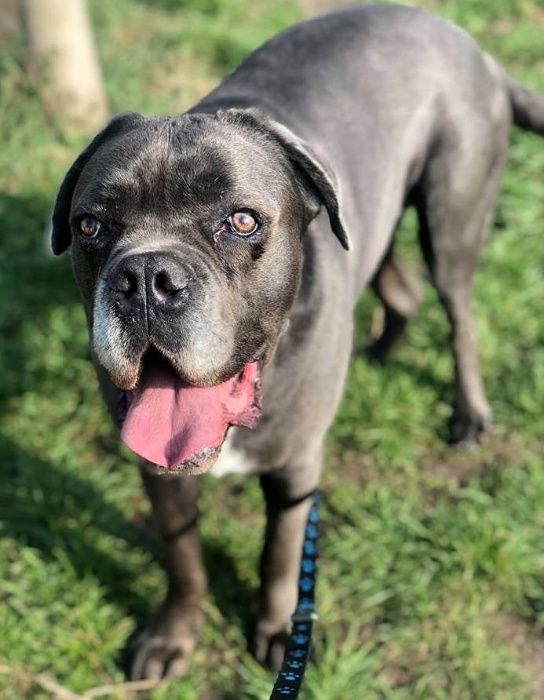 APART vel Best w typie Cane Corso do adopcji.