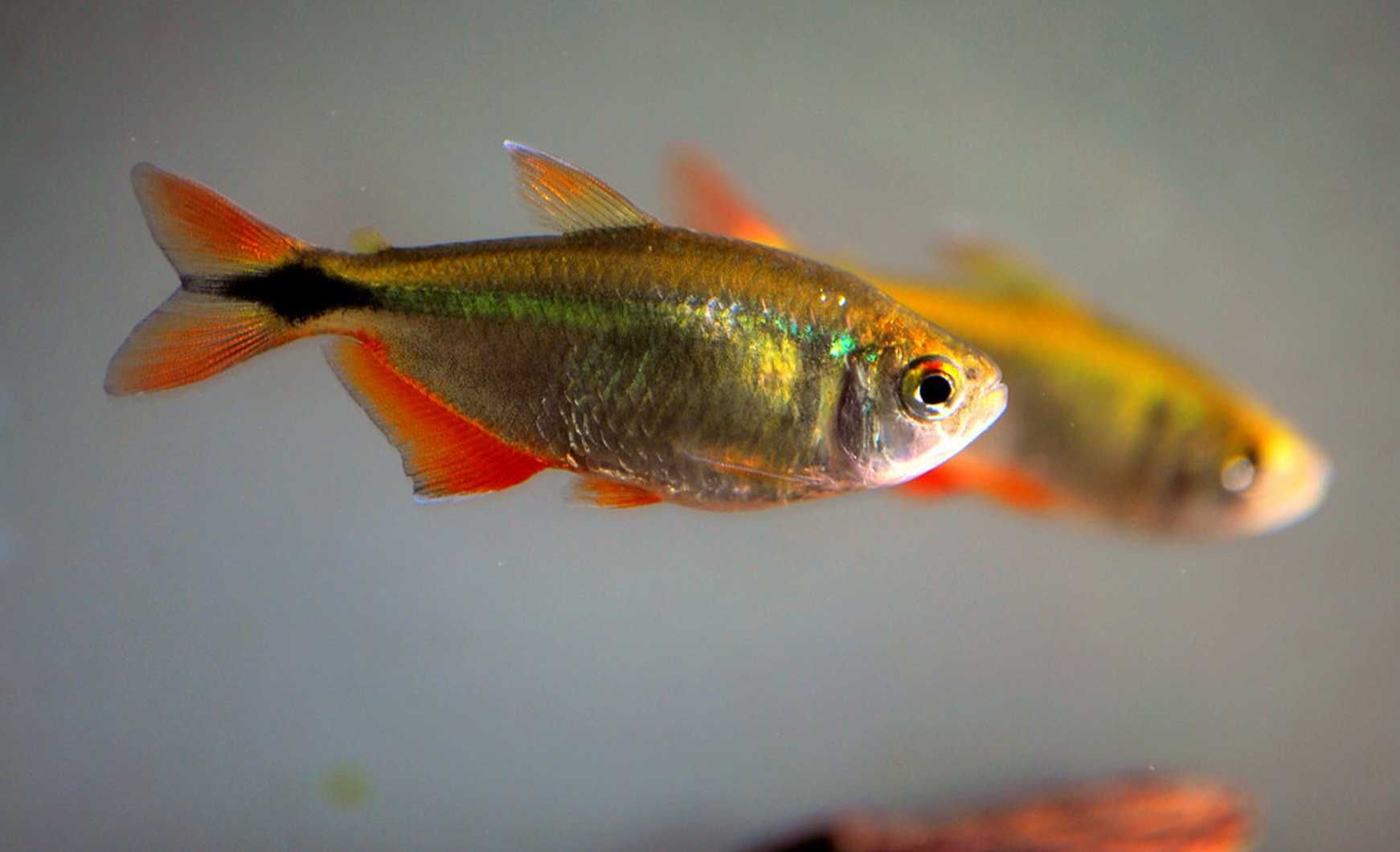 Zwinnik ogonopręgi - Hyphessobrycon anisitsi - dowóz, wysyłka