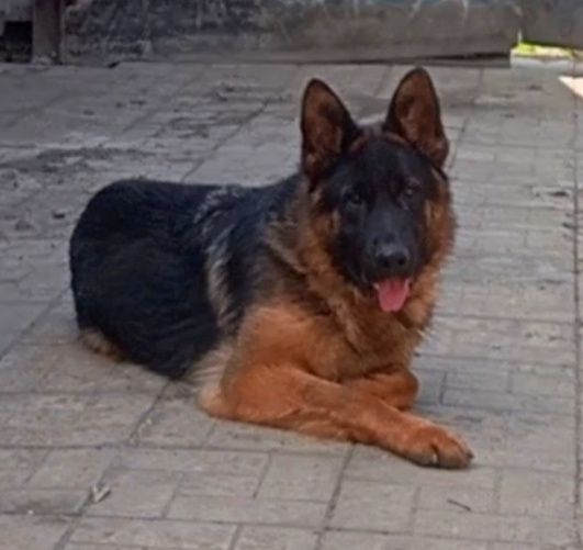 Щенки нем овчарки из питомника.