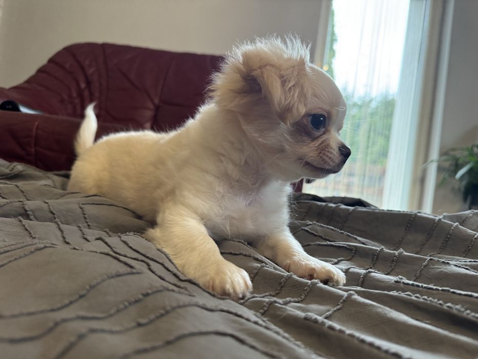 Piekny piesek chihuahua