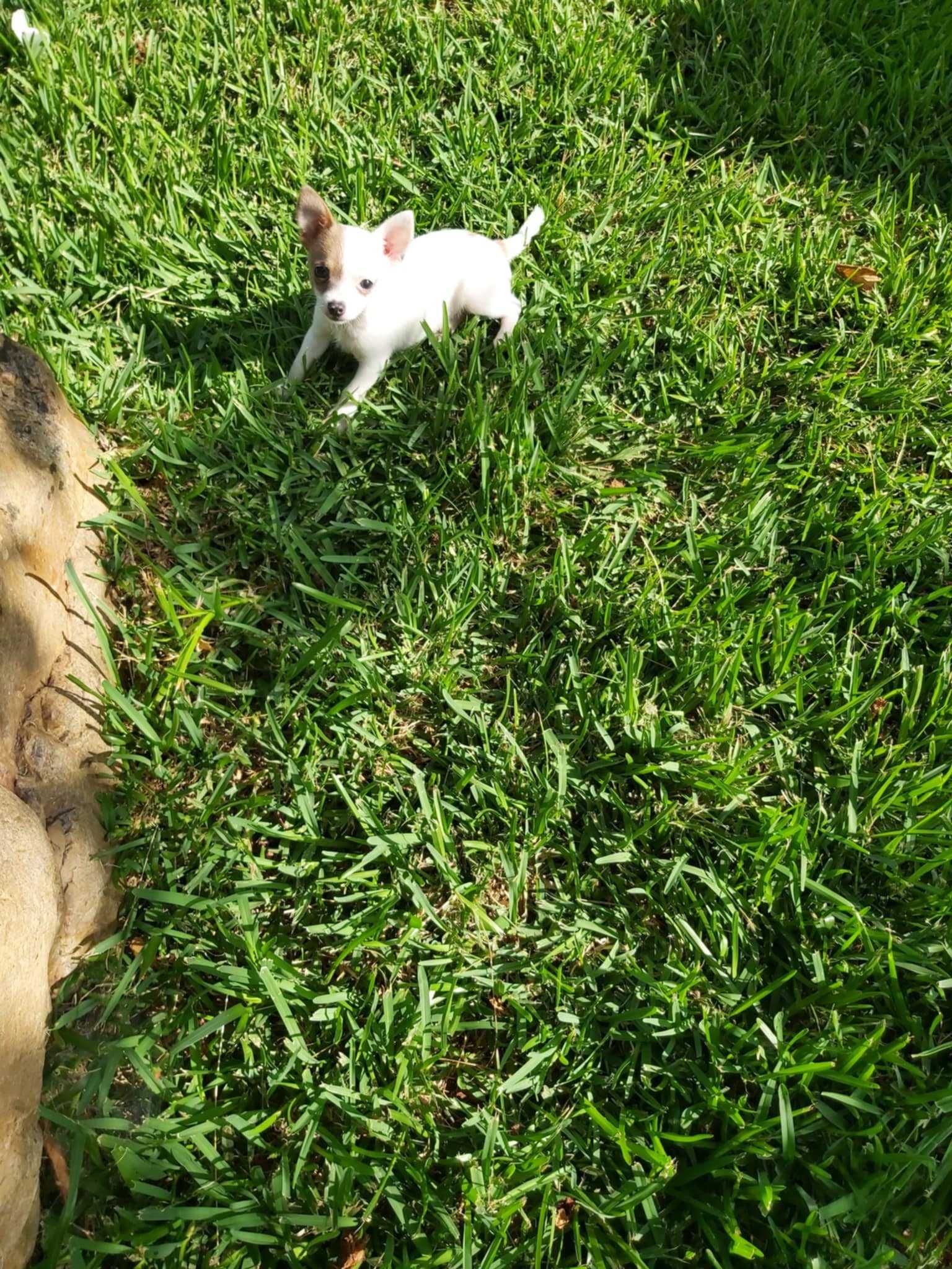 Chihuahua branco macho