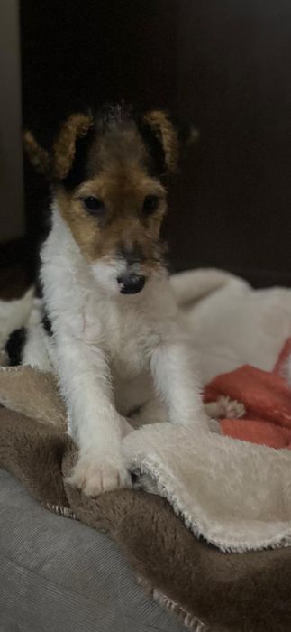 Fox Terrier  (Fêmea)