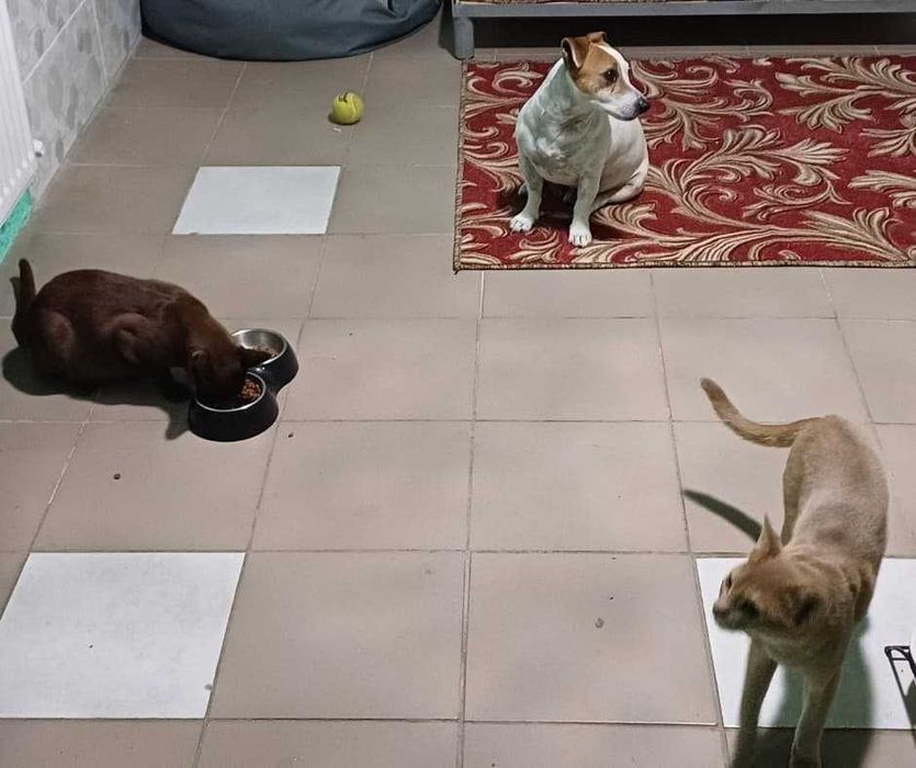 Комфортна перетримка котів у приватному секторі Голосієва