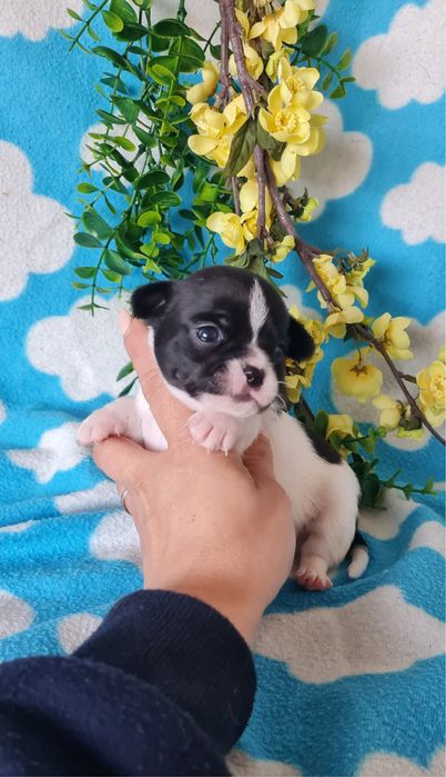 Excecional mini Chihuahua/Chiuaua, Linhagem Russa de Qualidade