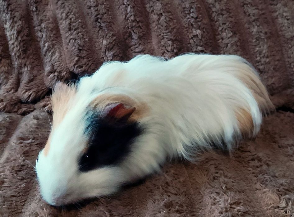 Продам Морські свинки