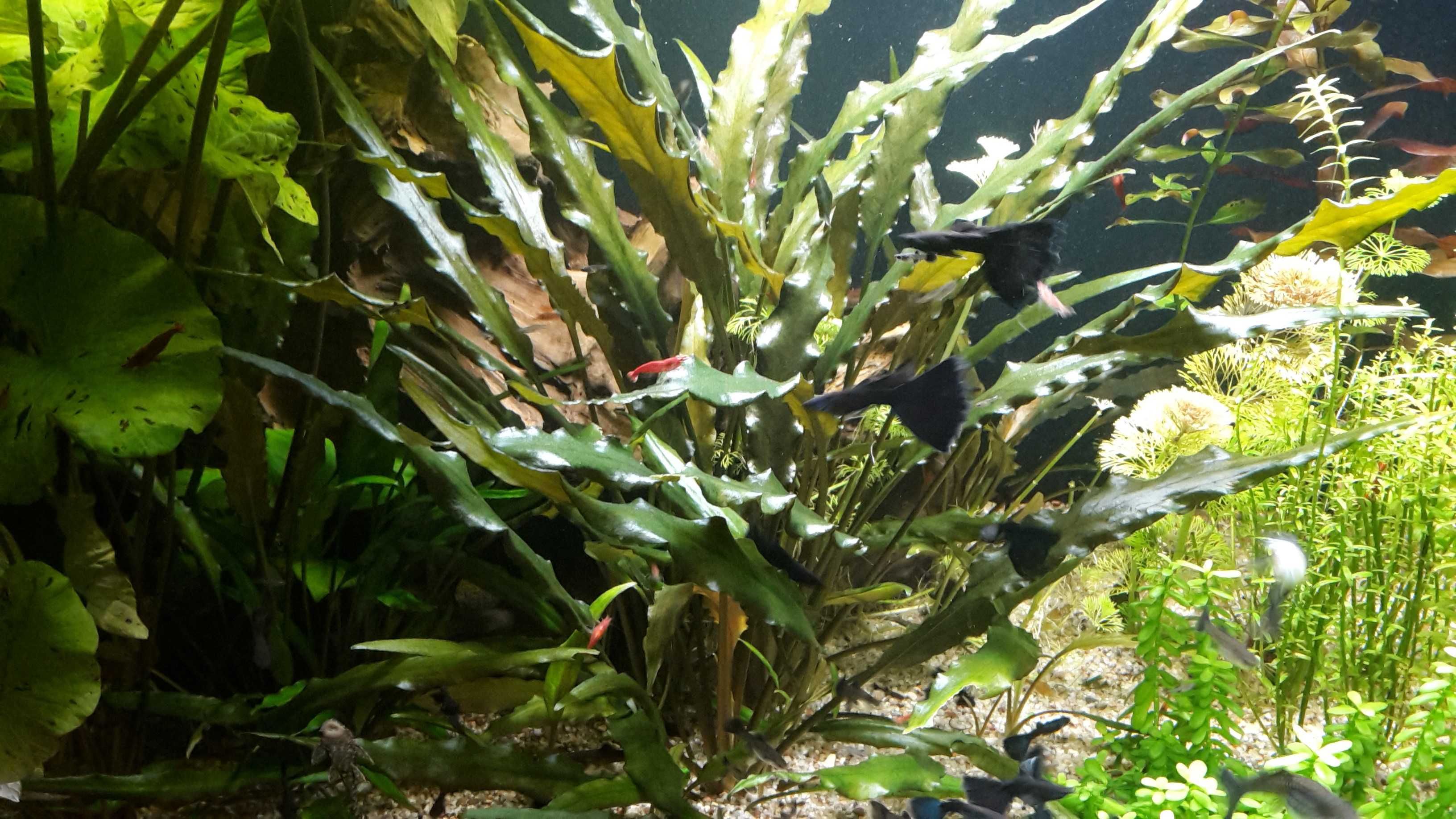 Kryptokoryna wendtii brown (Cryptocoryne wendtii brown)