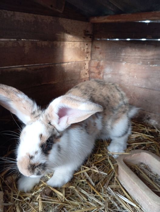 Na sprzedarz króliki