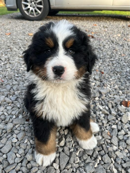 Bernenski pies pasterski Blue