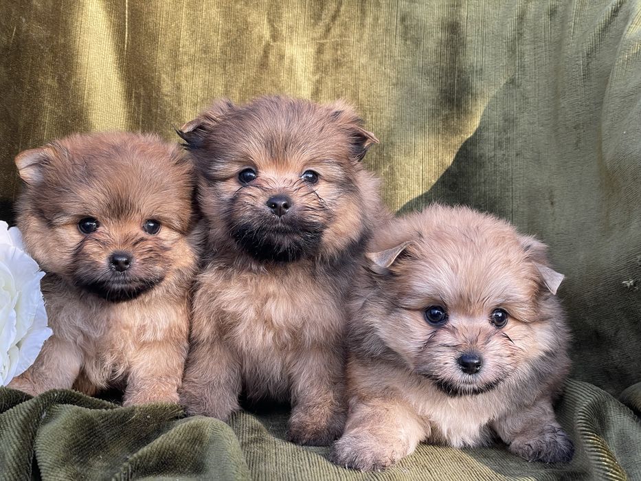 Дівчатка метис шпійорк