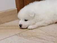 Sprzedan Szczeniaki rasy Samojed/Samoyed