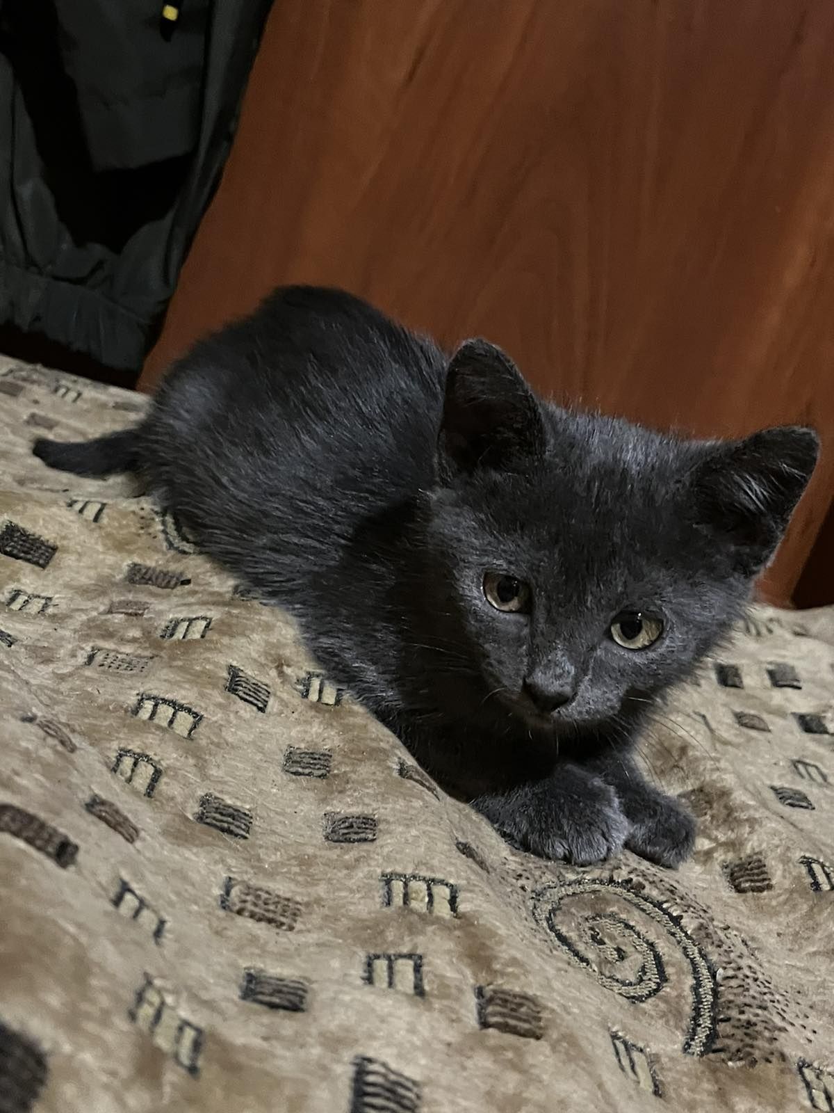 Отдам котят бесплатно
