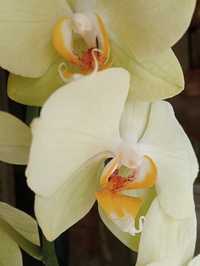 Орхидея Фаленопсис Milan