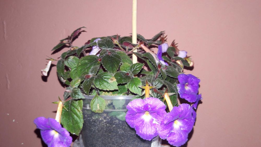 Цветы комнатные ахименес