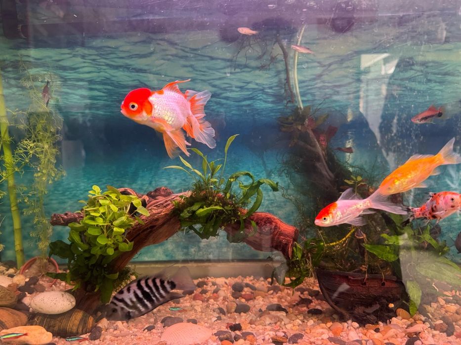 Troncos naturais para aquarios