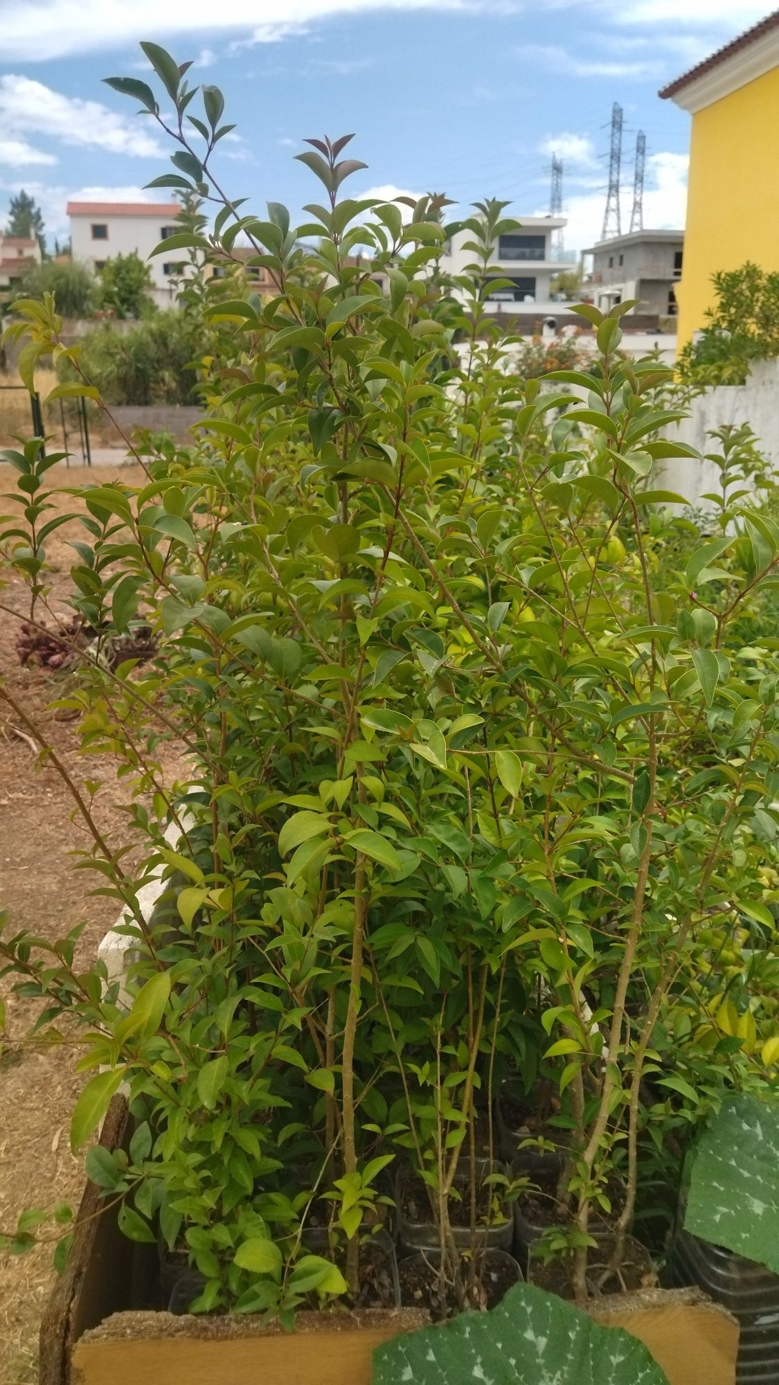 Ligustrum japonicum sebes