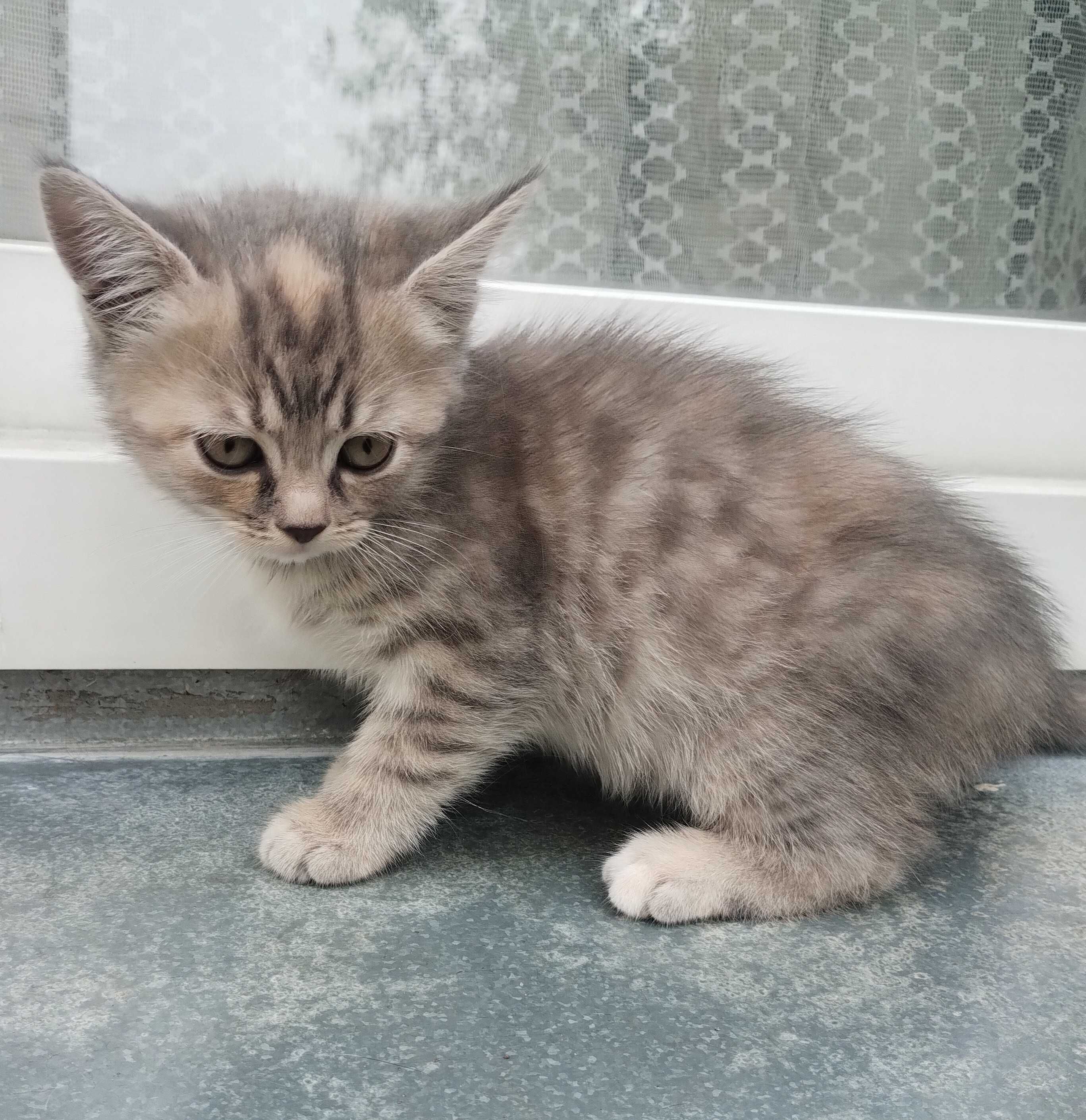 Котики безкоштовно