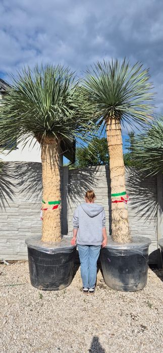 Yucca rostrata.  Trachycarpus fortunei.  Palma mrozoodporna