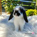Mini Lop z metryką urodzenia królik miniaturka domowy