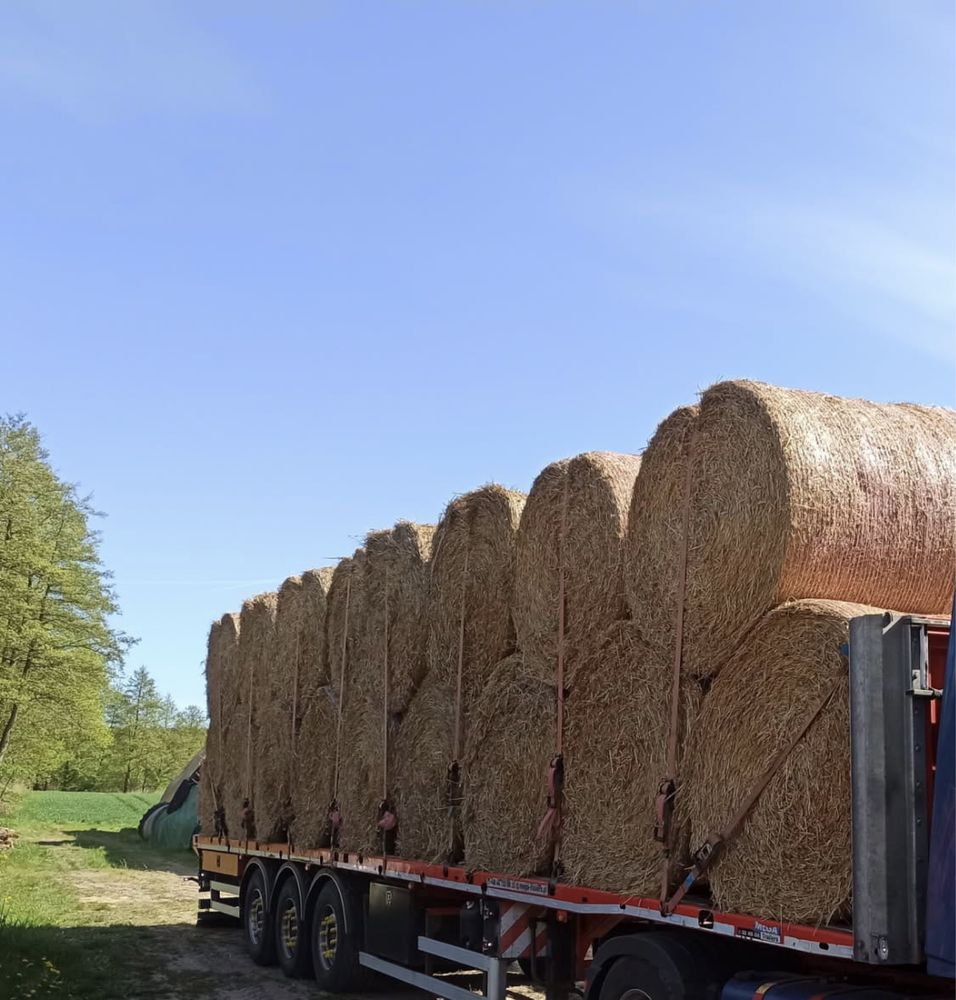 Bele slomy 150/160 cm sucha słoma tranaport sl