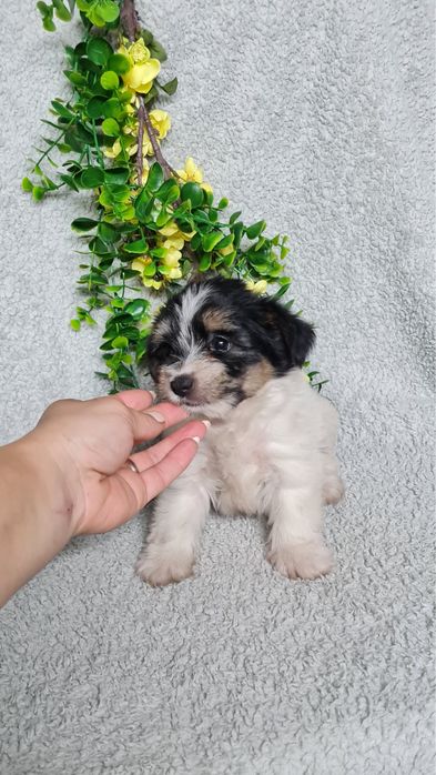 Yorkshire Beiwer mini de qualidade