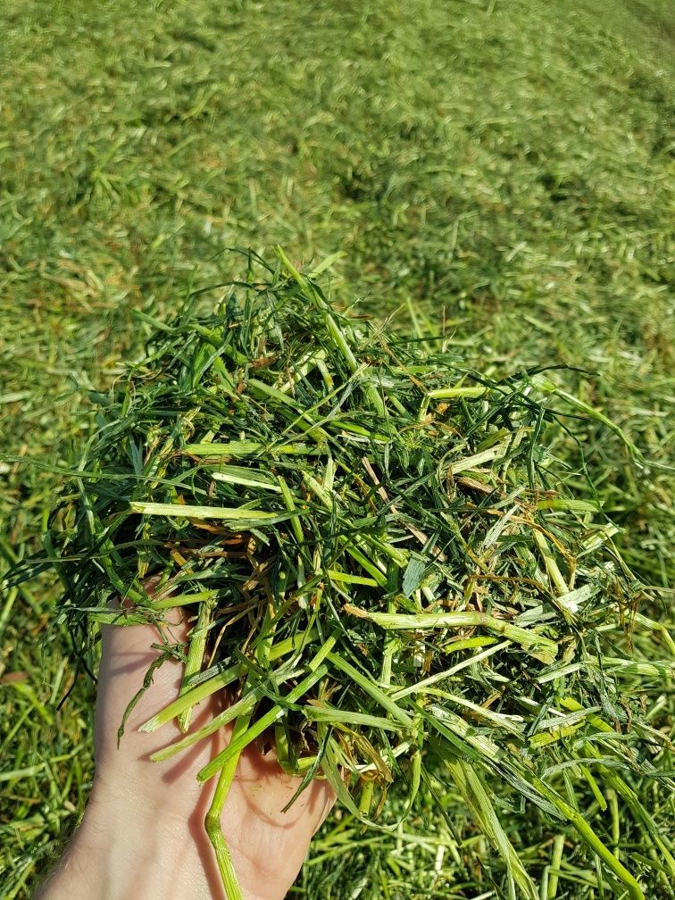 Zbiór traw przyczepą samozbierającą Krone, zbiór kukurydzy